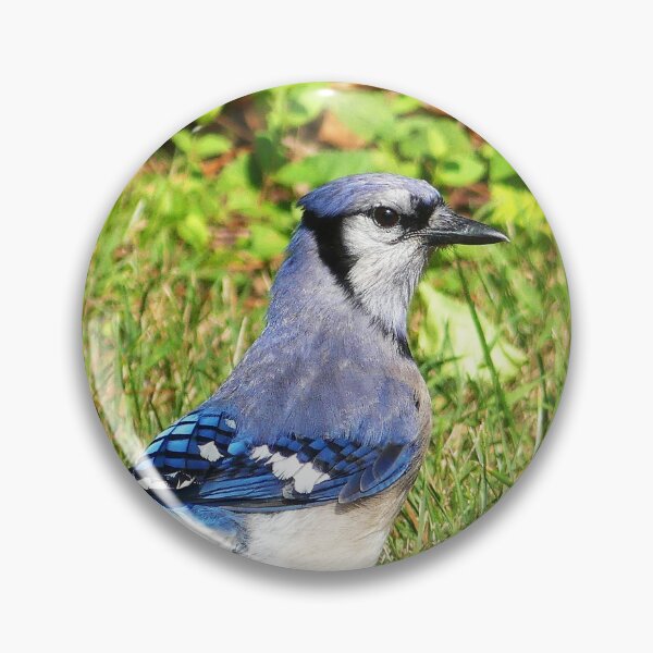 Item preview, Northern Blue Jay designed and sold by Frankie Cat Photography.