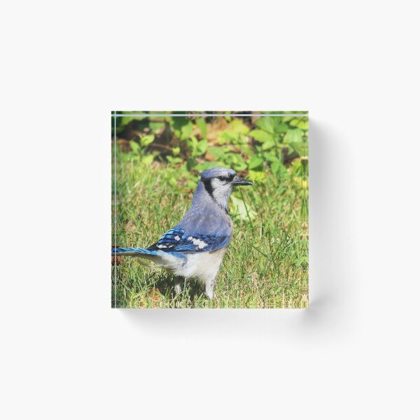 Item preview, Northern Blue Jay designed and sold by Frankie Cat Photography.
