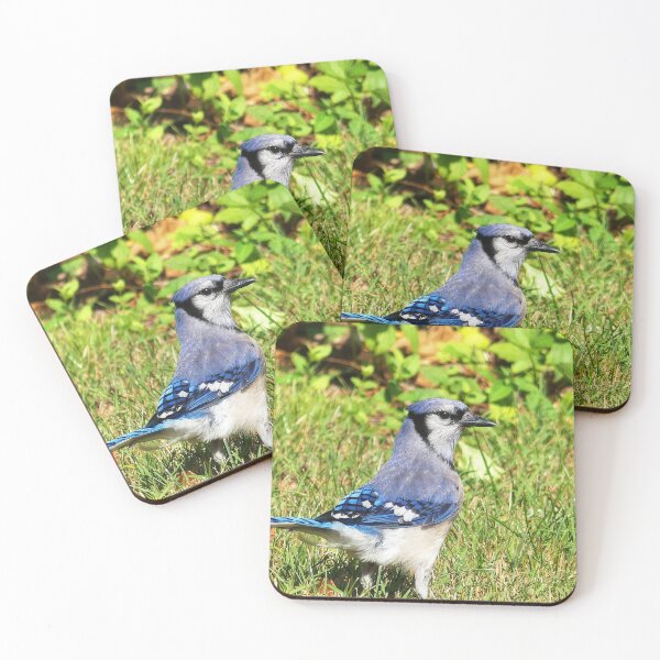 Item preview, Northern Blue Jay designed and sold by Frankie Cat Photography.