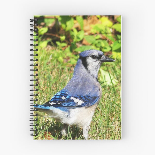 Item preview, Northern Blue Jay designed and sold by Frankie Cat Photography.
