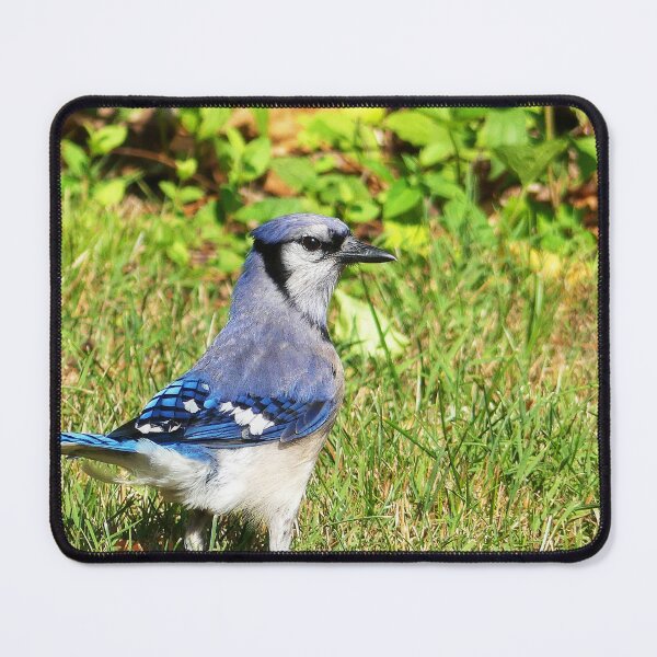 Item preview, Northern Blue Jay designed and sold by Frankie Cat Photography.