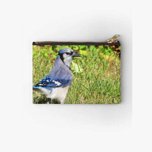 Item preview, Northern Blue Jay designed and sold by Frankie Cat Photography.