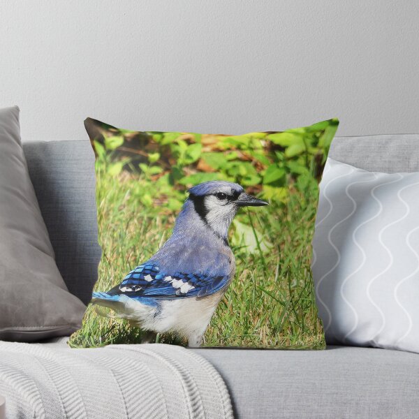 Item preview, Northern Blue Jay designed and sold by Frankie Cat Photography.