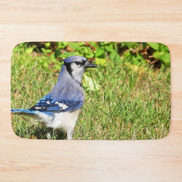 Item preview, Northern Blue Jay designed and sold by Frankie Cat Photography.