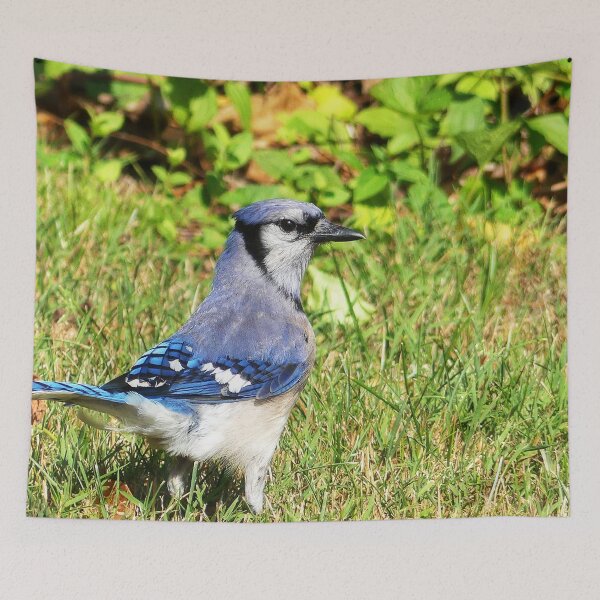 Item preview, Northern Blue Jay designed and sold by Frankie Cat Photography.