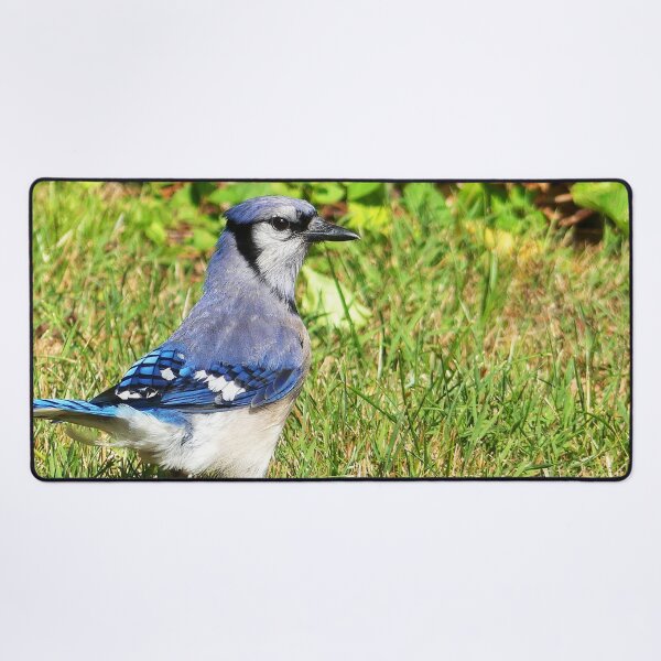 Item preview, Northern Blue Jay designed and sold by Frankie Cat Photography.