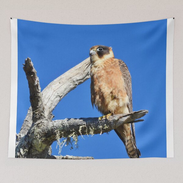 Item preview, Australian Hobby looking over the ocean designed and sold by Mark Grimsley.