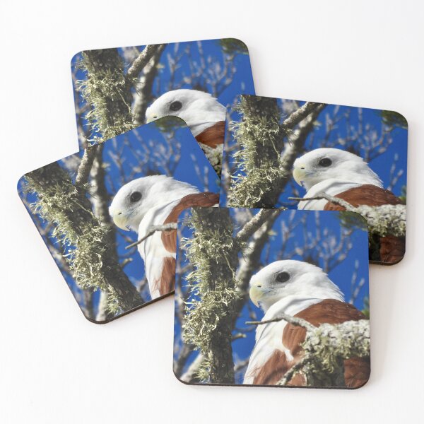 Item preview, Brahminy Kite Dundowran Beach designed and sold by Mark Grimsley.