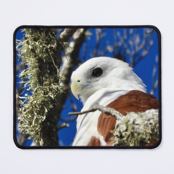 Item preview, Brahminy Kite Dundowran Beach designed and sold by Mark Grimsley.