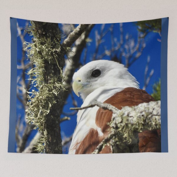 Item preview, Brahminy Kite Dundowran Beach designed and sold by Mark Grimsley.
