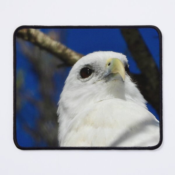 Item preview, Brahminy Kite close-up on the Beach designed and sold by Mark Grimsley.