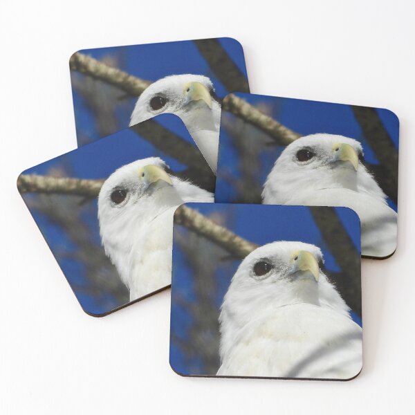 Item preview, Brahminy Kite close-up on the Beach designed and sold by Mark Grimsley.