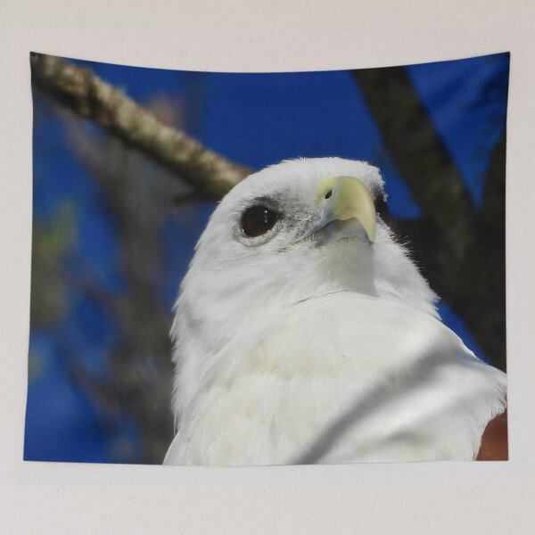 Item preview, Brahminy Kite close-up on the Beach designed and sold by Mark Grimsley.