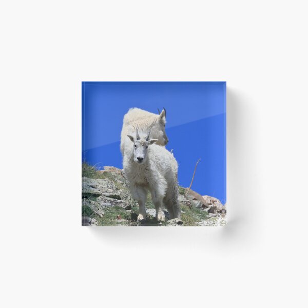 Item preview, Two Mountain goats II designed and sold by zumi.