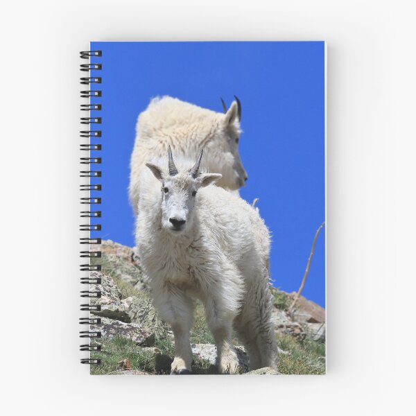 Item preview, Two Mountain goats II designed and sold by zumi.