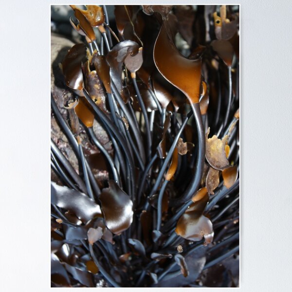 Item preview, Sea Antlers  designed and sold by KingofZoo.