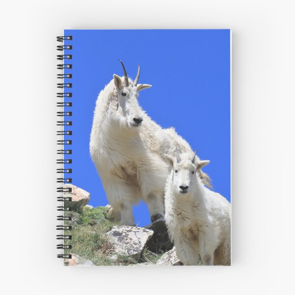 Item preview, Two Mountain goats III designed and sold by zumi.