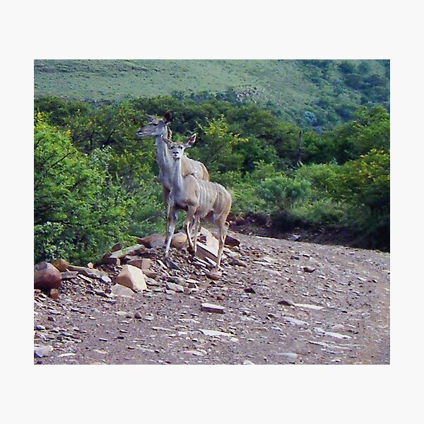 Item preview, kudu designed and sold by laureenr.