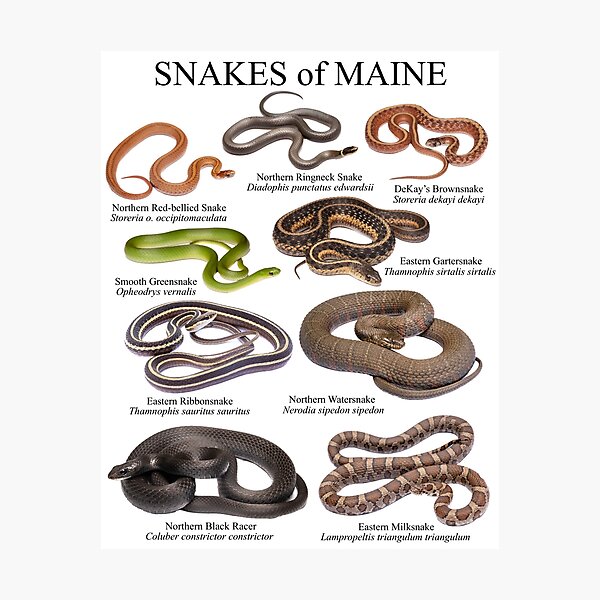 Item preview, Snakes of Maine designed and sold by Mario Ramos.