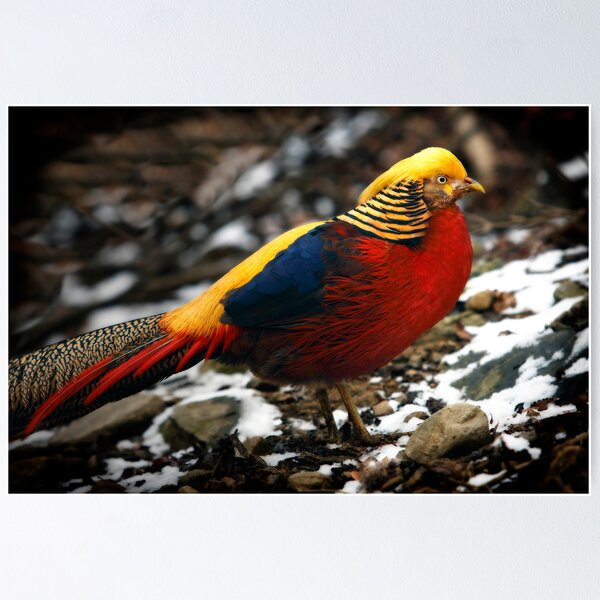 Item preview, Golden Pheasant designed and sold by Bobby McLeod.