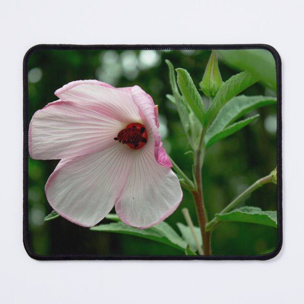 Item preview, Hibiscus Barambah Creek Flower designed and sold by Linda Sijpkes.