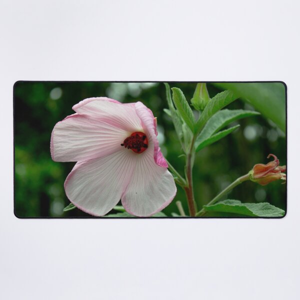 Item preview, Hibiscus Barambah Creek Flower designed and sold by Linda Sijpkes.