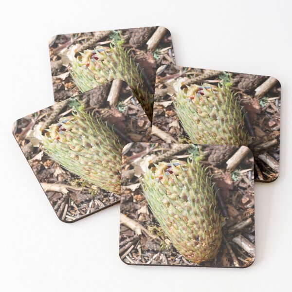Item preview, Noble Fir Cone  designed and sold by Alternative Perspectives.