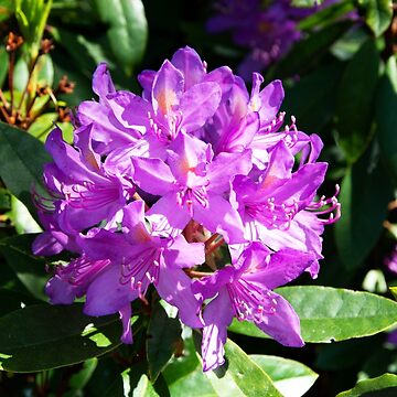Artwork thumbnail, Rhododendron Flower by Alternative Perspectives