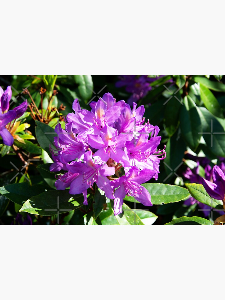 Thumbnail 3 of 3, Sticker, Rhododendron Flower designed and sold by SiobhanFraser.