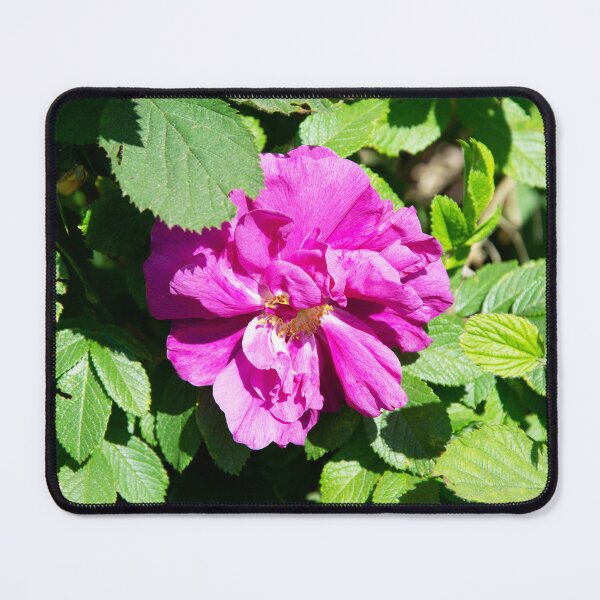 Item preview, Rosa Rugosa designed and sold by Alternative Perspectives.