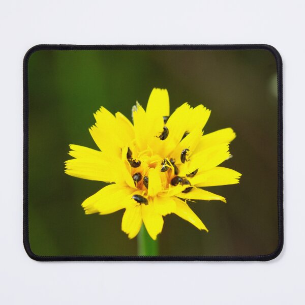 Item preview, Pollen Beetle on Cat's-ear designed and sold by Alternative Perspectives.