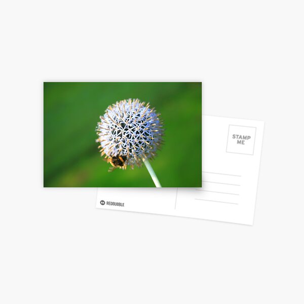 www.lizgarnett.com ... Allium with Bumble Bee Postcard