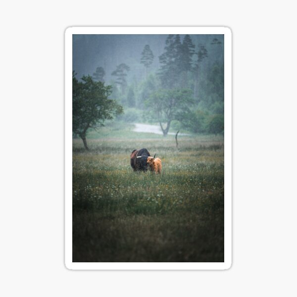 Scotland Highland Cows Print Sticker