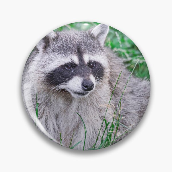 Item preview, raccoon, (Procyon lotor), sitting on green grass designed and sold by Martin Leber.