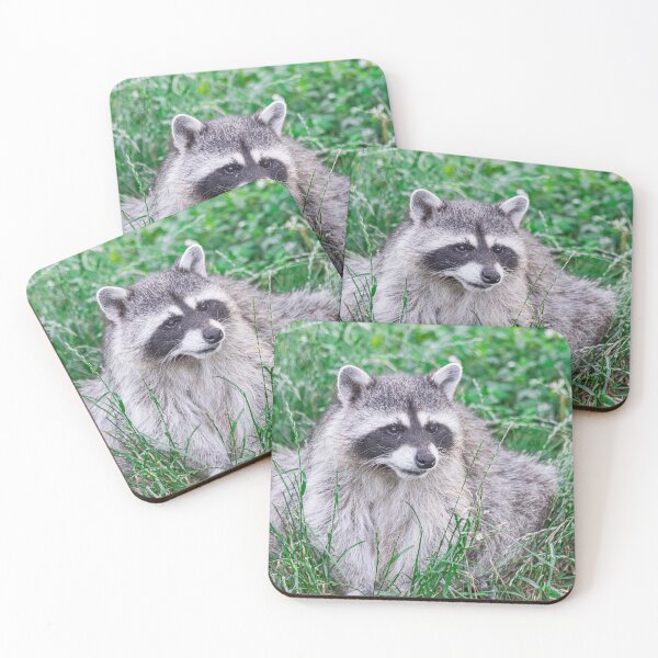 Item preview, raccoon, (Procyon lotor), sitting on green grass designed and sold by Martin Leber.
