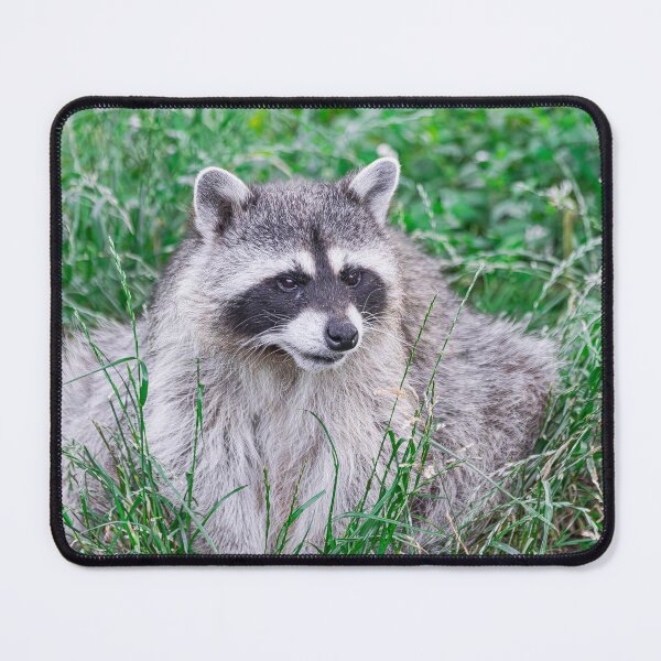 Item preview, raccoon, (Procyon lotor), sitting on green grass designed and sold by Martin Leber.