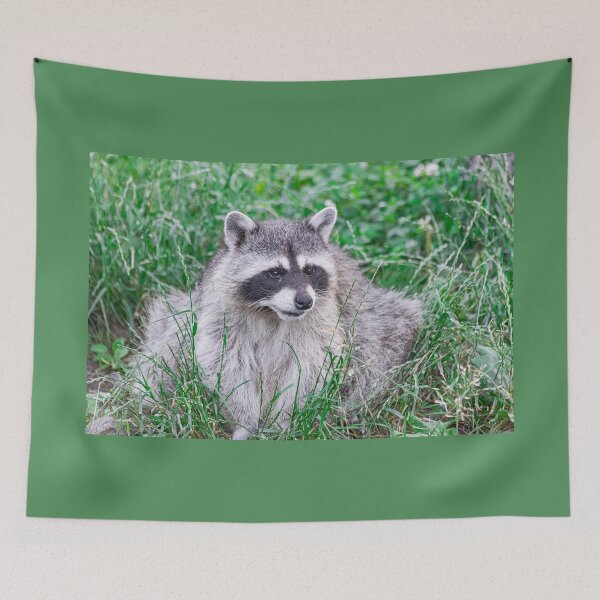 Item preview, raccoon, (Procyon lotor), sitting on green grass designed and sold by Martin Leber.