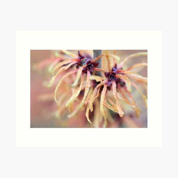 Item preview, Witch Hazel designed and sold by Lucy Hollis.