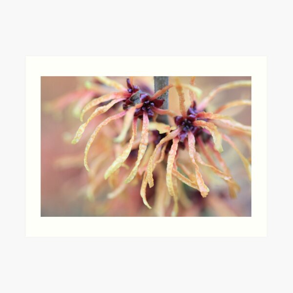 Item preview, Witch Hazel designed and sold by Lucy Hollis.