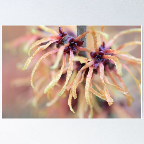 Item preview, Witch Hazel designed and sold by Lucy Hollis.