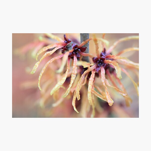 Item preview, Witch Hazel designed and sold by Lucy Hollis.
