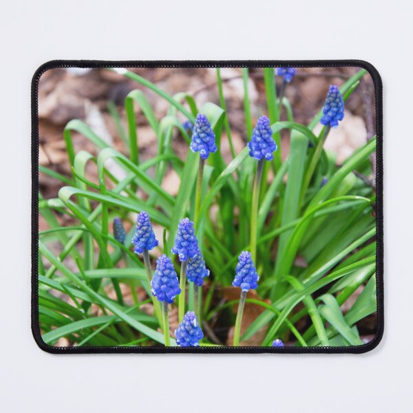 Grape Hyacinth Mouse Pad