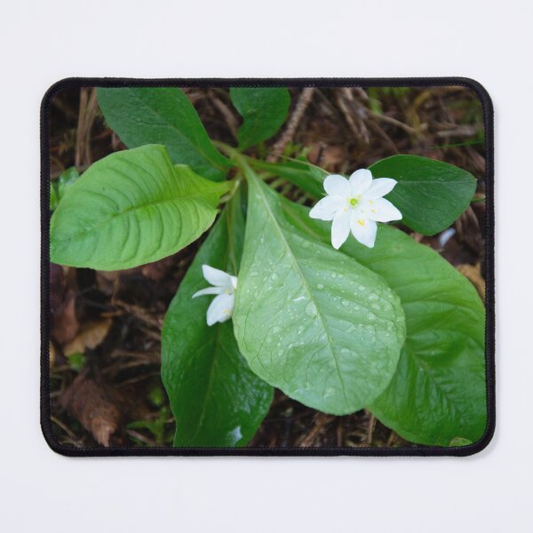 Item preview, Chickweed-wintergreen designed and sold by Alternative Perspectives.