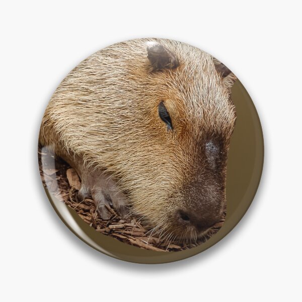 Item preview, Just Dozing Capybara designed and sold by Dalyndigital Photography.
