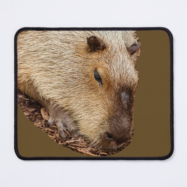 Item preview, Just Dozing Capybara designed and sold by Dalyndigital Photography.