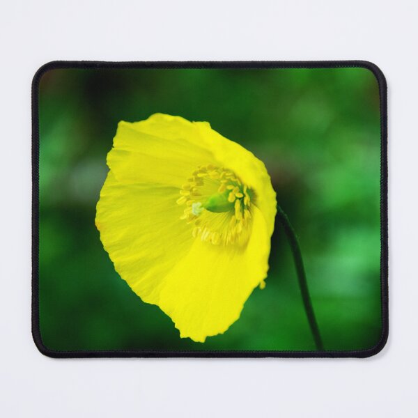 Item preview, Welsh Poppy designed and sold by Alternative Perspectives.