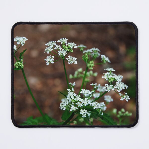 Item preview, Cow Parsley designed and sold by Alternative Perspectives.