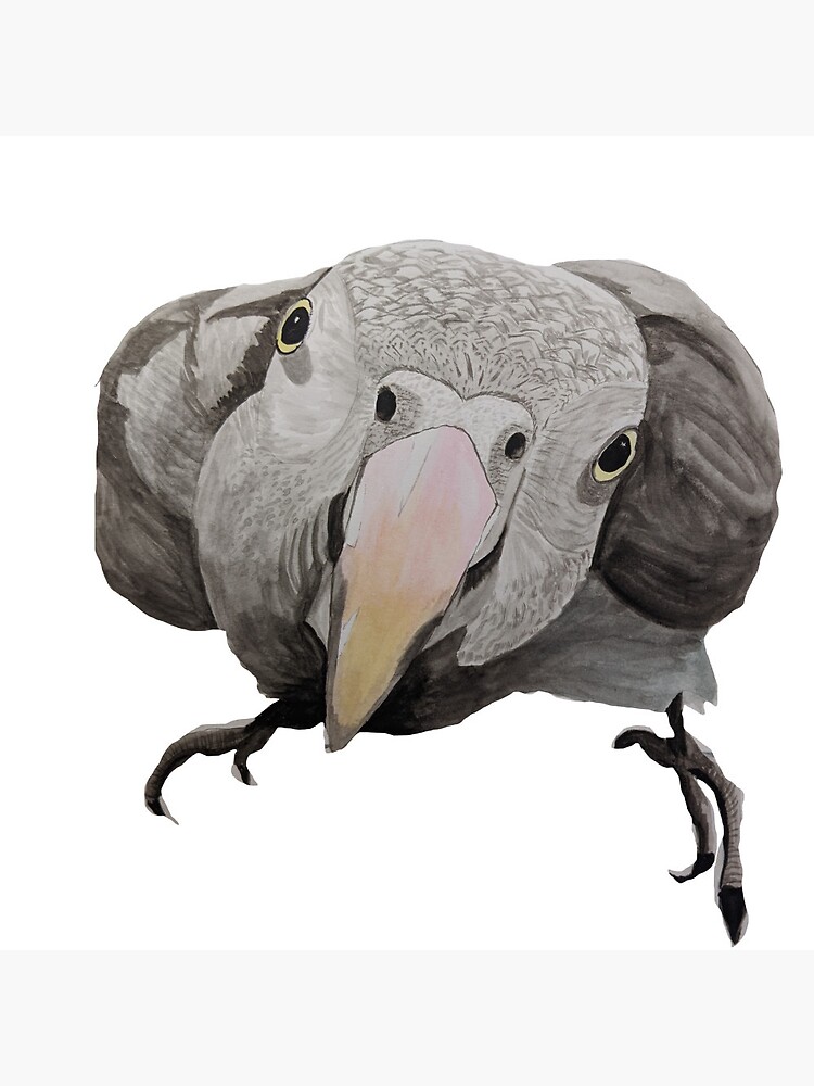 Disover African Grey Parrot | Pin