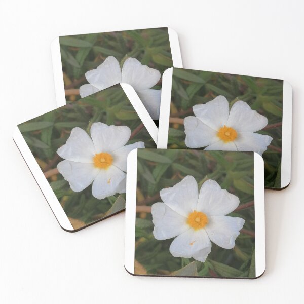 Item preview, cisto bianco che caratterizza la primavera in Sardegna designed and sold by Pisola.