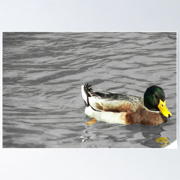 Item preview, Mallard SC designed and sold by solareclips~Julie  Alexander.